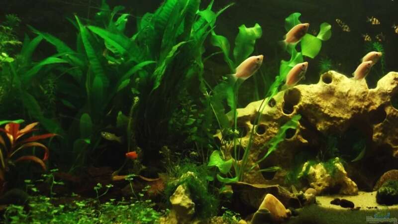 Aquarium Hauptansicht von Trockentauchen im Wohnzimmer ) von Babsi Aud (1)