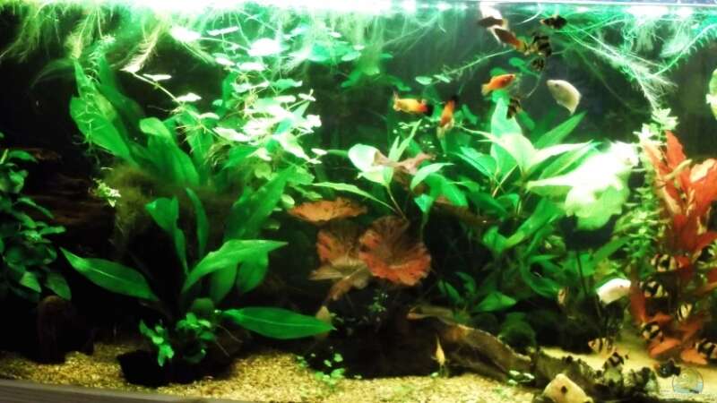 Aquarium Trockentauchen im Wohnzimmer ) von Babsi Aud (15)