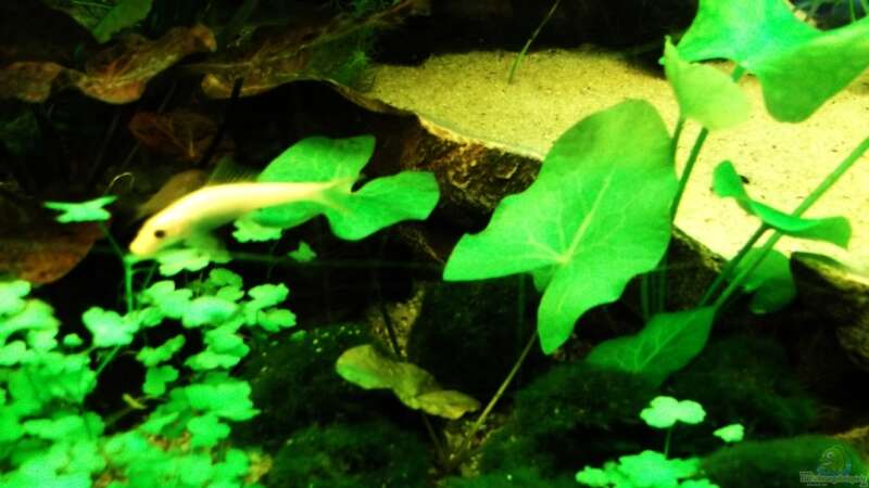 Grüner Tigerlotus und goldene Saugschmerle von Babsi Aud (23)