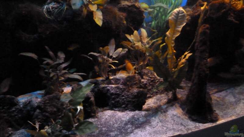 Aquarium Abenteuerland von Couro (8)