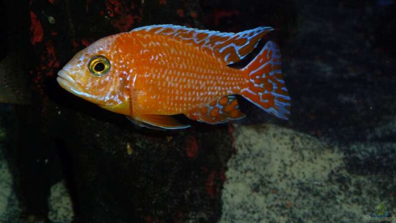 Firefish; dominanter Bock von Couro (59)