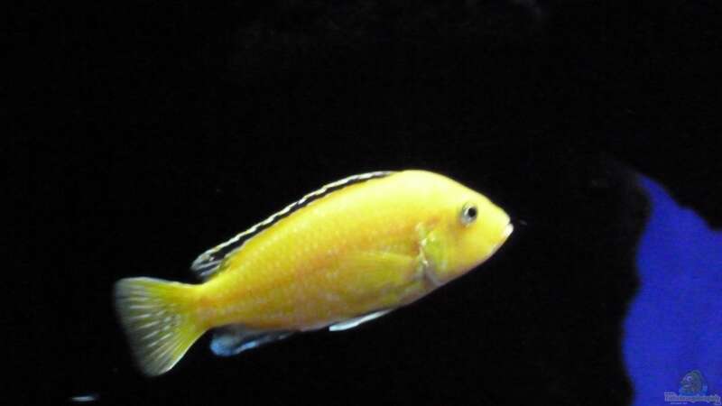 Labidochromis caeruleus yellow  ; Weib von Couro (58)