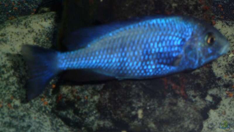 Placidochromis phenochilus giselli ; Bock ( vom anderen Ufer ?) von Couro (53)