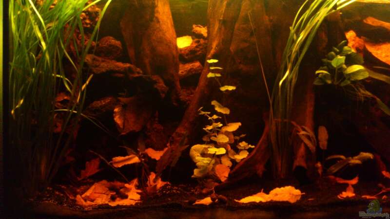 Aquarium Südamerika die erste ) NUR NOCH ALS BEISPIEL. von Kai Heermann (4)