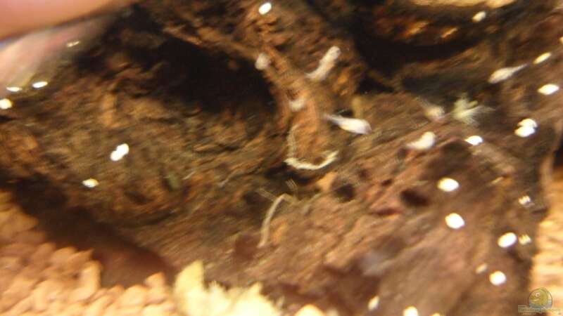 Purpurprachtbarsch (Pelvicachromis pulcher) Nachwuchs von McCena (19)