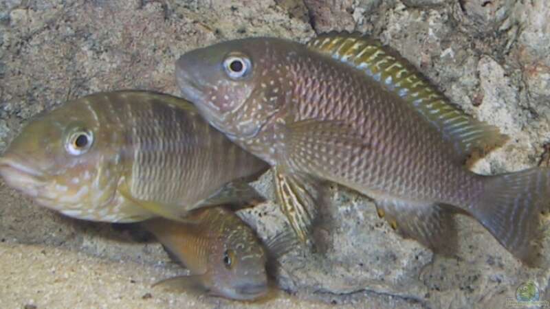 Petrochromis famula tembwe von ehemaliger User (14)