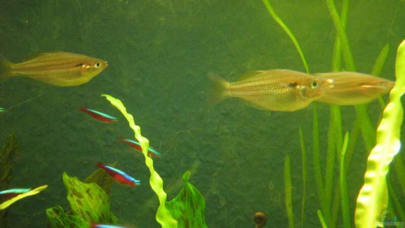 Aquarien mit Melanotaenia sexlineata (Sechslinien-Regenbogenfisch)  - Melanotaenia-sexlineataaquarium