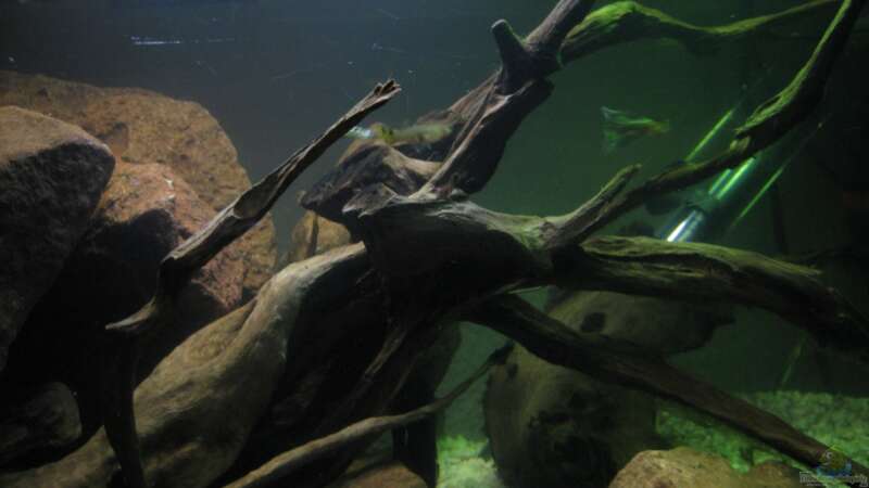 Aquarium Guppy-Zuchtstation von The Duke of woods (4)