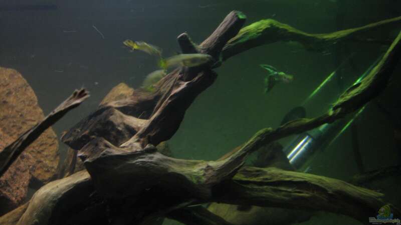 Besatz im Aquarium Guppy-Zuchtstation von The Duke of woods (10)