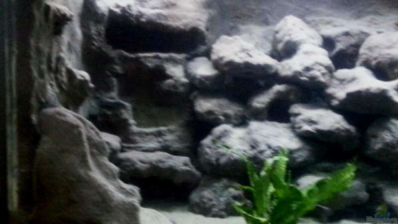 Aquarium Mbuna Becken - noch in Arbeit von Mister Fish (2)