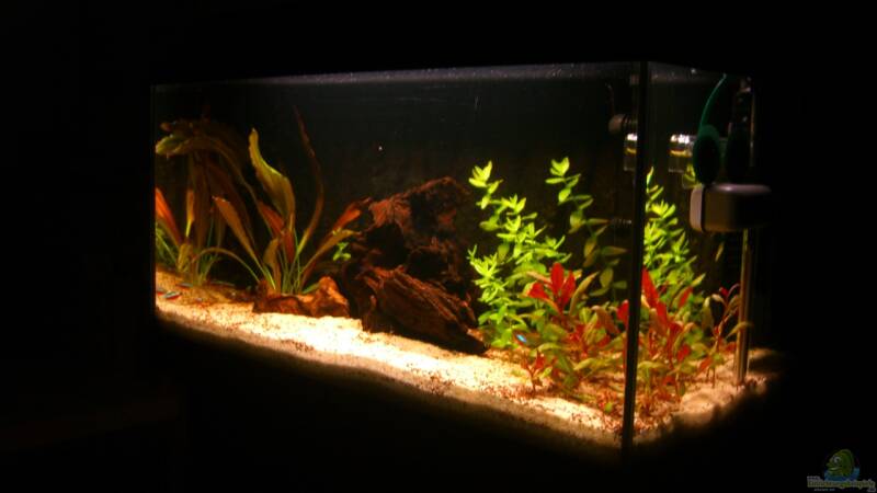 Aquarium Becken 23381 von ehemaliger User (10)