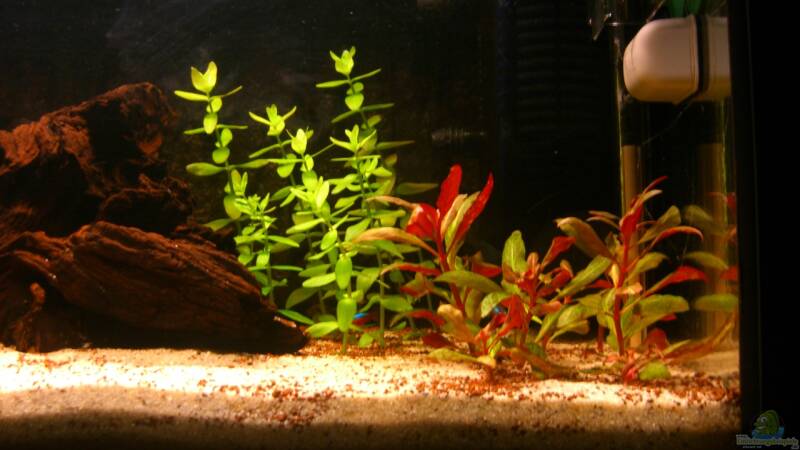 Aquarium Becken 23381 von ehemaliger User (11) Aquarium Becken 23381 von ehemaliger User (11)