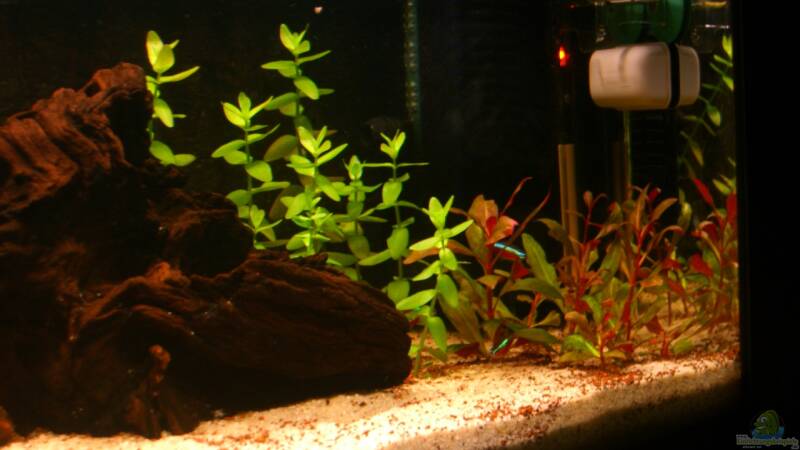 Aquarium Becken 23381 von ehemaliger User (12)