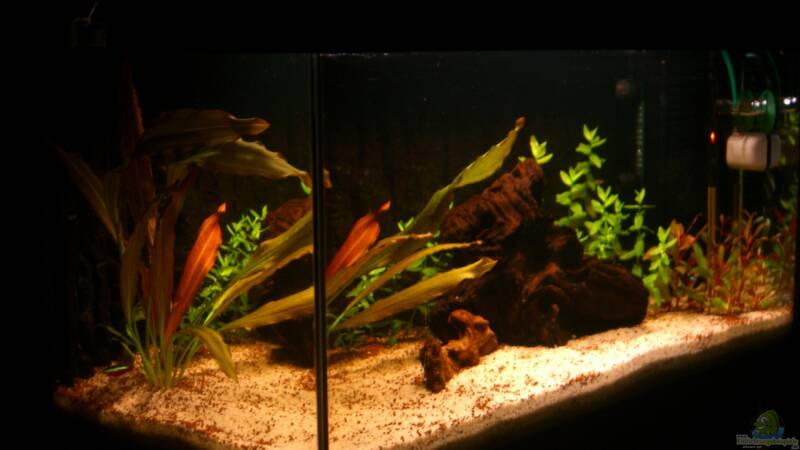 Aquarium Becken 23381 von ehemaliger User (9)