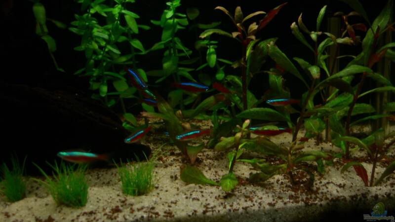 Besatz im Aquarium Becken 23381 von ehemaliger User (35) Besatz im Aquarium Becken 23381 von ehemaliger User (35)