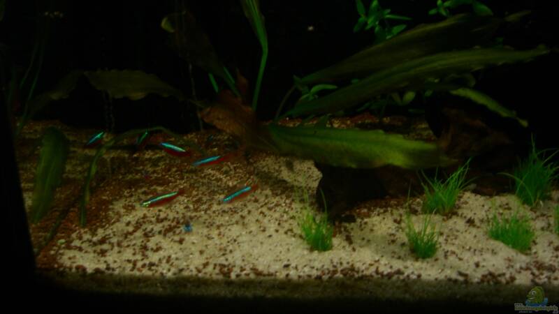 Besatz im Aquarium Becken 23381 von ehemaliger User (36)