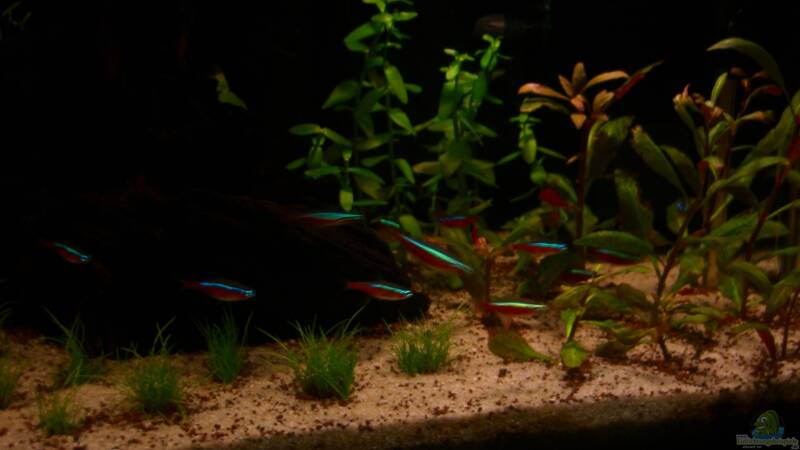 Besatz im Aquarium Becken 23381 von ehemaliger User (37)