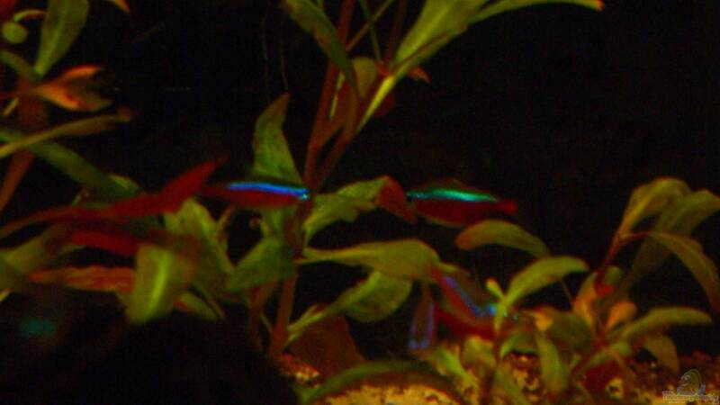 Besatz im Aquarium Becken 23381 von ehemaliger User (39)