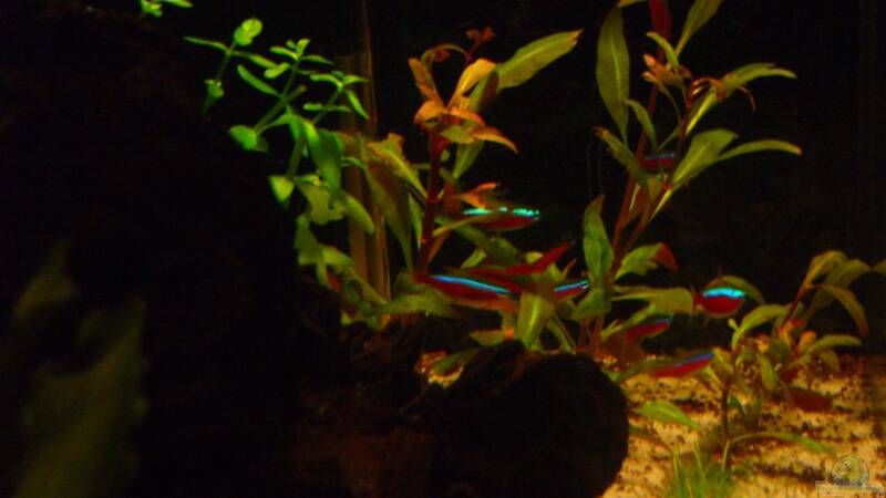 Besatz im Aquarium Becken 23381 von ehemaliger User (40)