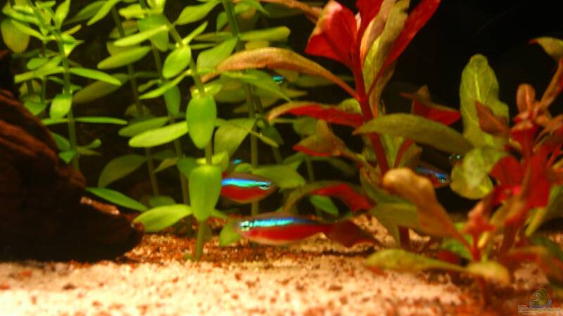 Besatz im Aquarium Becken 23381 von ehemaliger User (42)