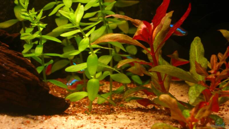 Besatz im Aquarium Becken 23381 von ehemaliger User (43) Besatz im Aquarium Becken 23381 von ehemaliger User (43)