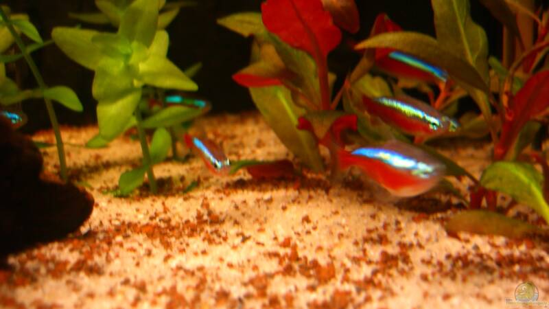 Besatz im Aquarium Becken 23381 von ehemaliger User (44)