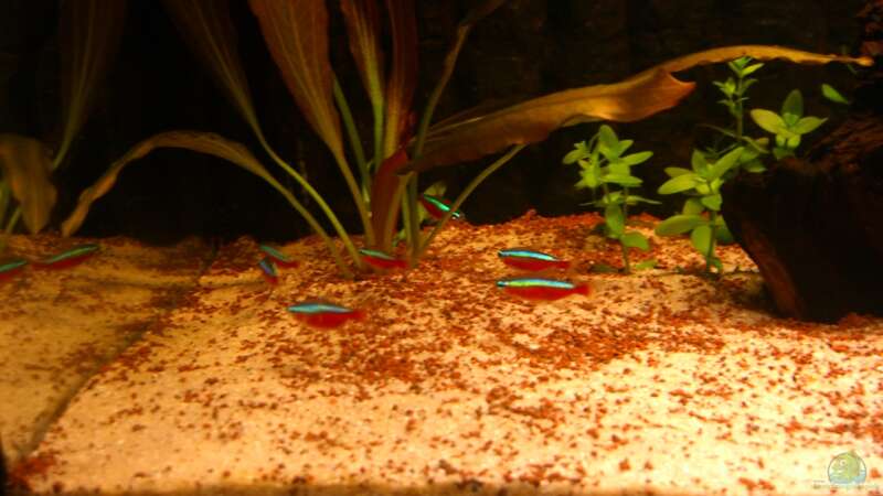 Besatz im Aquarium Becken 23381 von ehemaliger User (45)