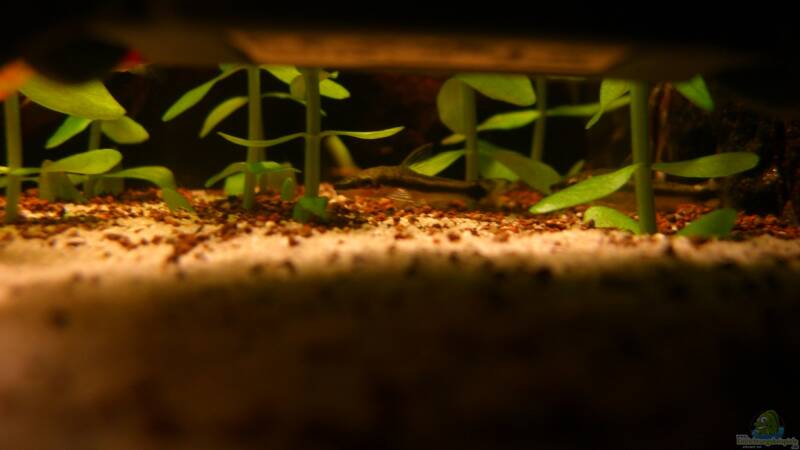 Besatz im Aquarium Becken 23381 von ehemaliger User (49)