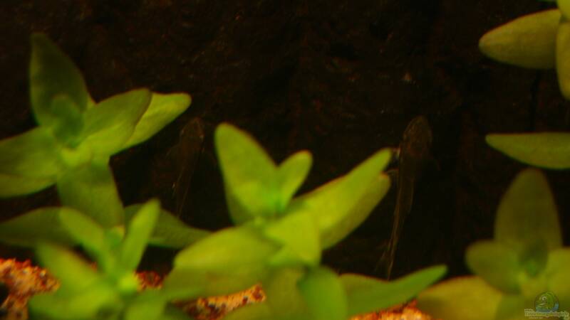 Besatz im Aquarium Becken 23381 von ehemaliger User (50)