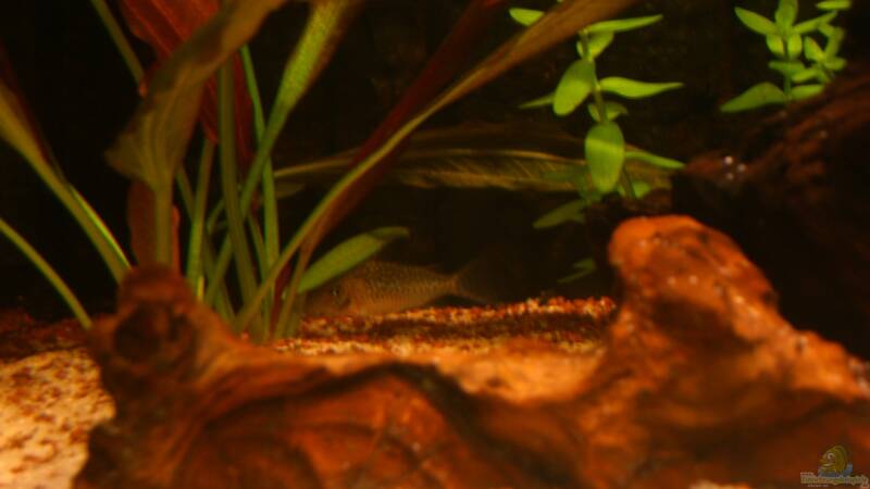 Besatz im Aquarium Becken 23381 von ehemaliger User (52)