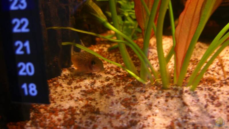 Besatz im Aquarium Becken 23381 von ehemaliger User (53)