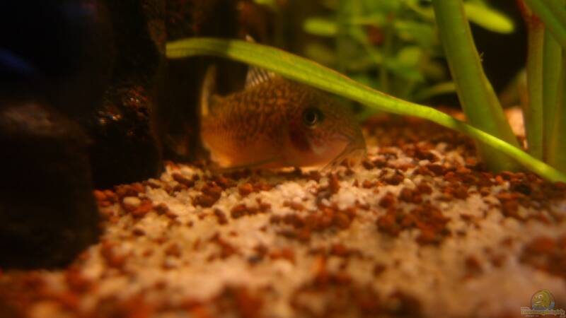 Besatz im Aquarium Becken 23381 von ehemaliger User (54)