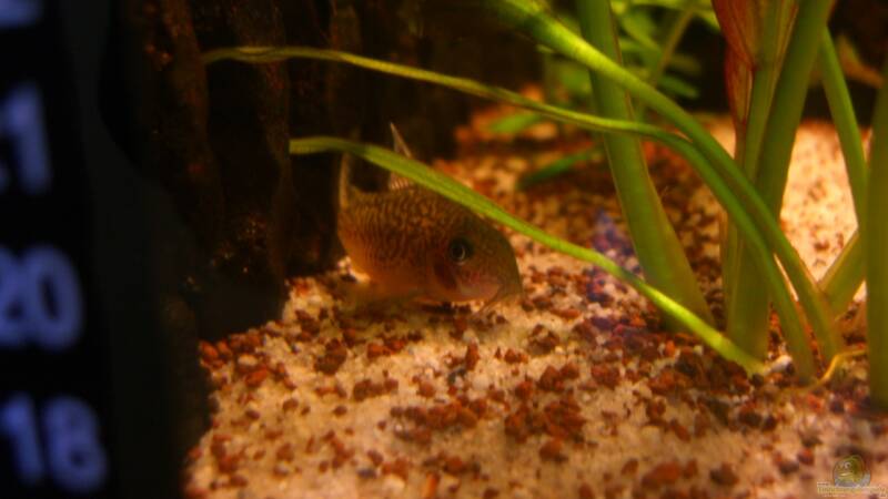 Besatz im Aquarium Becken 23381 von ehemaliger User (55)