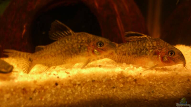 Corydoras reticulatus von ehemaliger User (51)
