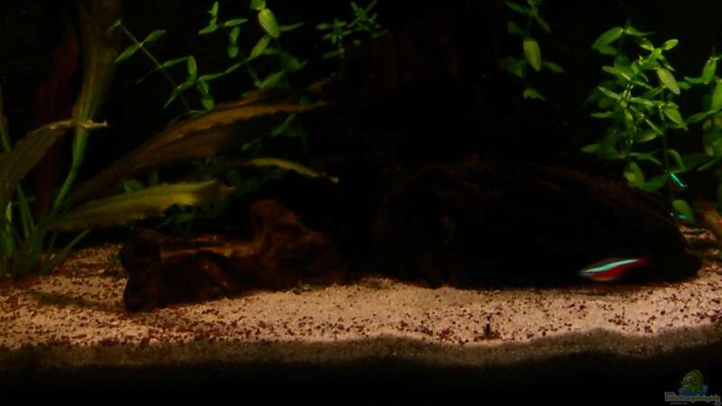 Dekoration im Aquarium Becken 23381 von ehemaliger User (24)