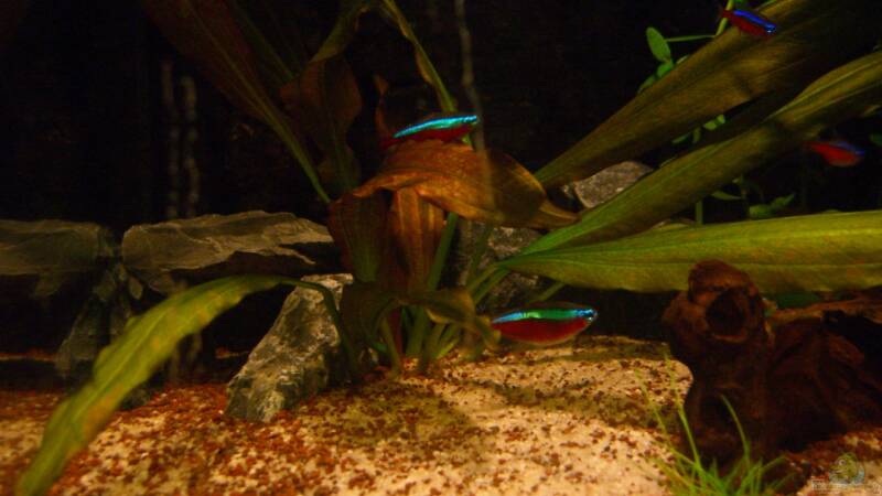 Dekoration im Aquarium Becken 23381 von ehemaliger User (25)