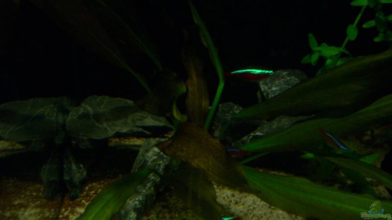 Dekoration im Aquarium Becken 23381 von ehemaliger User (26)