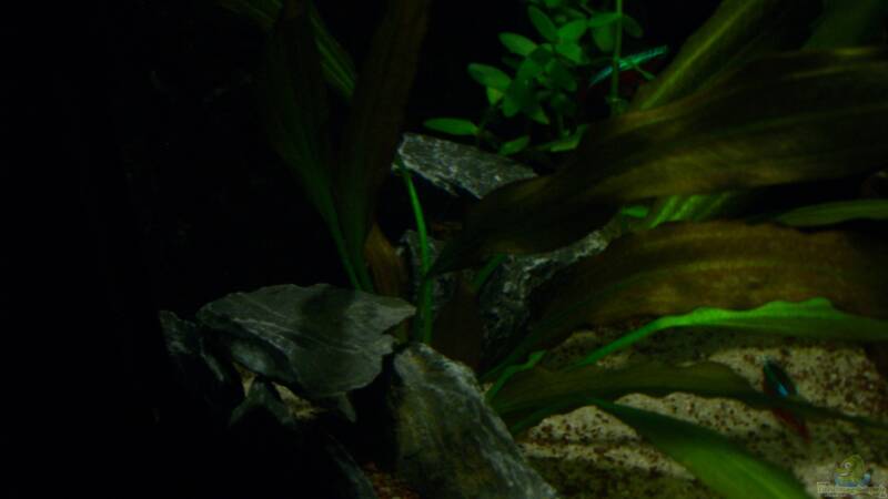 Dekoration im Aquarium Becken 23381 von ehemaliger User (27)