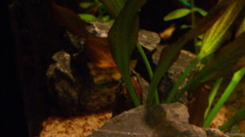 Dekoration im Aquarium Becken 23381 von ehemaliger User (28)