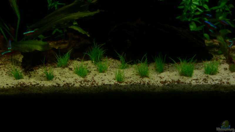 Neue Mitte von ehemaliger User (14)