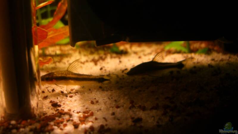 Otocinclus affinis von ehemaliger User (46)