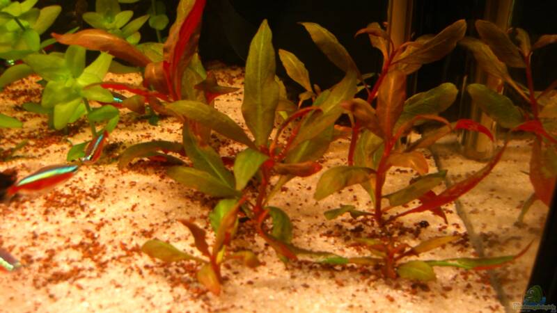 Pflanzen im Aquarium Becken 23381 von ehemaliger User (16)
