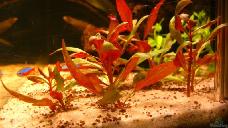 Pflanzen im Aquarium Becken 23381 von ehemaliger User (17)