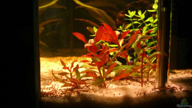 Pflanzen im Aquarium Becken 23381 von ehemaliger User (18)