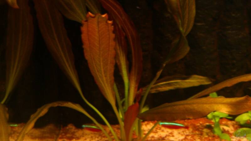 Pflanzen im Aquarium Becken 23381 von ehemaliger User (19)