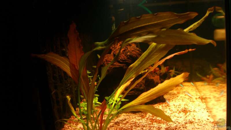 Pflanzen im Aquarium Becken 23381 von ehemaliger User (20)