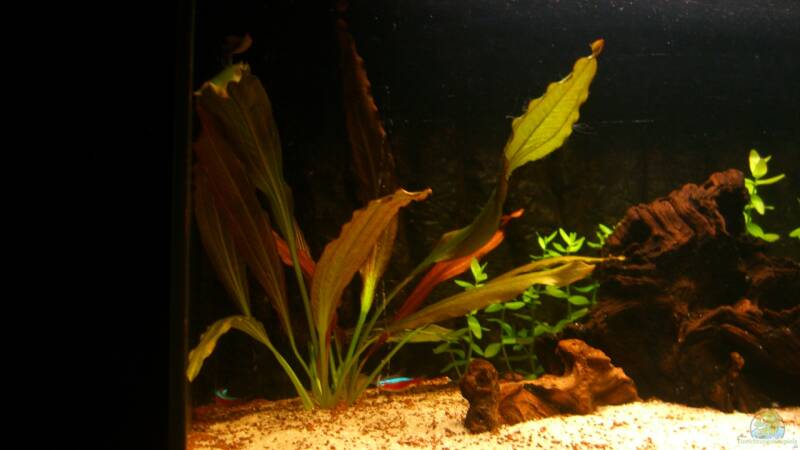 Pflanzen im Aquarium Becken 23381 von ehemaliger User (21)