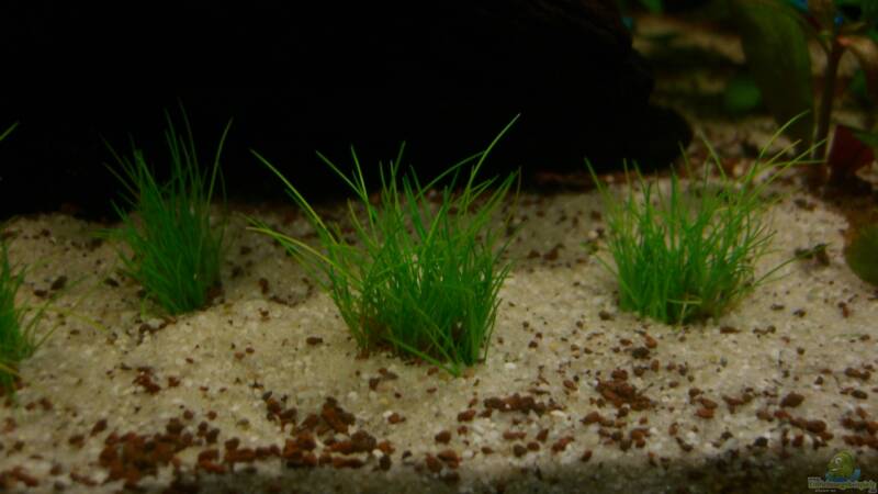 Pflanzen im Aquarium Becken 23381 von ehemaliger User (22)