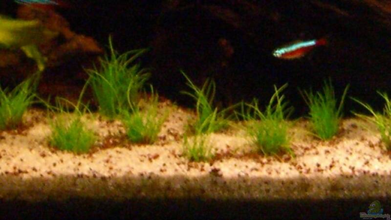 Pflanzen im Aquarium Becken 23381 von ehemaliger User (23)