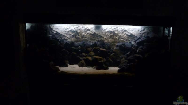 Aquarium 540l Mbuna von Patrice (5)